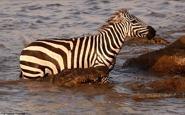 Ngựa vằn luồn lách thoát khỏi hàm cá sấu đói