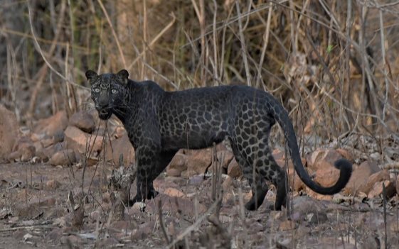 Báo đen cực hiếm xuất hiện tại Ấn Độ