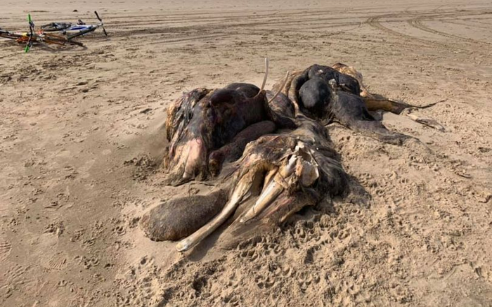 Xác 'quái vật' bí ẩn 4,5m trôi dạt vào bờ biển