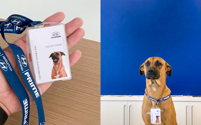 Chú chó trở thành nhân viên danh dự sau khi đi lạc vào đại lý ô tô