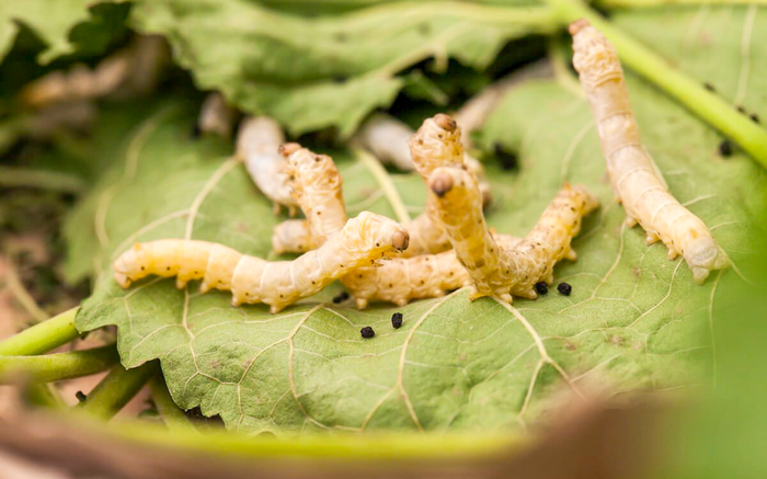 Nhật Bản phát triển vắc-xin ngừa COVID-19 từ nhộng tằm: Vừa an toàn lại vừa rẻ