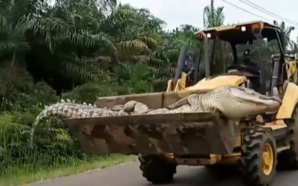 Cá sấu 'quỷ' nặng nửa tấn bị dân làng chặt đầu rồi đem chôn