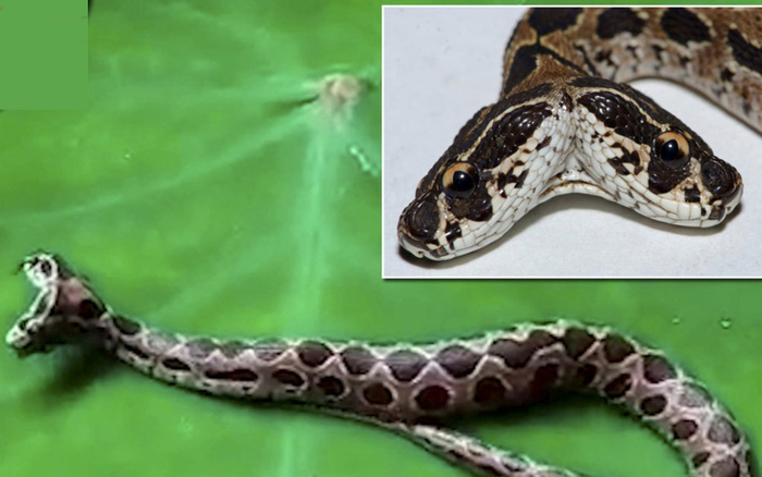 Rắn viper hai đầu cực hiếm lẻn vào nhà dân ở Ấn Độ