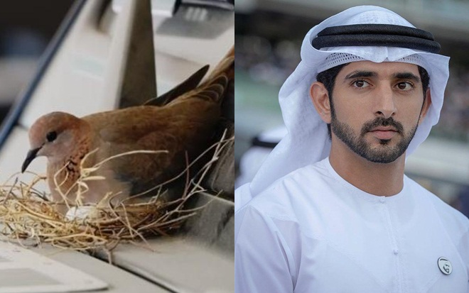 Thái tử Dubai gây sốt với pha xử lý 'đi vào lòng người' khi bị chim mẹ làm tổ trên siêu xe