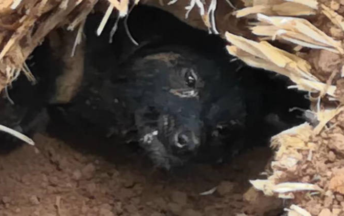 Chú chó sống sót kỳ diệu sau 37 ngày bị chôn vùi dưới đống đổ nát