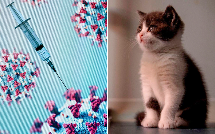 Nga tiếp tục phát triển vắc-xin ngừa COVID-19 cho động vật