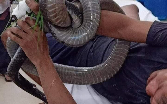 Người đàn ông ôm rắn hổ mang đến bệnh viện sau khi bị cắn: 'Con rắn đã được chôn tại nơi bắt được'