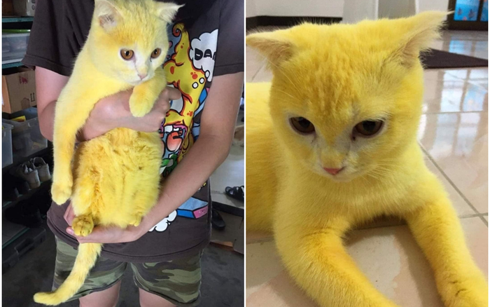 Tìm thấy 'em họ' của Pikachu ngoài đời thật, dân mạng xuýt xoa vì chú mèo quá đáng yêu