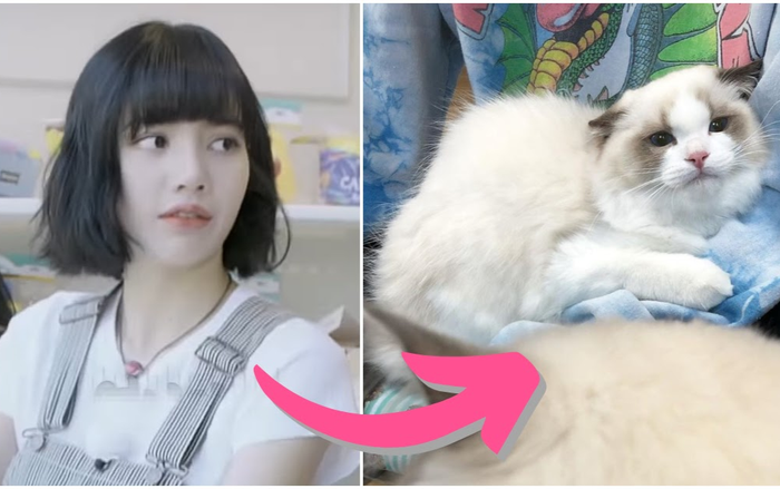 Sau fan, Lisa (BlackPink) lại đấu tranh với Jisoo vì mèo cưng