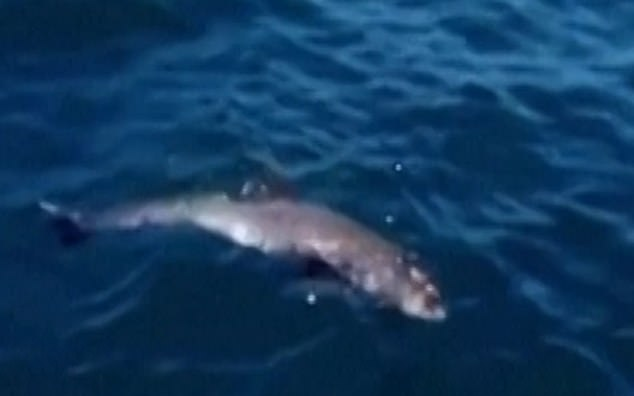 Thấy con nằm ngoi ngóp trên mặt nước đầy dầu, cá heo mẹ vẫn cố đẩy con lên với hơi thở tàn