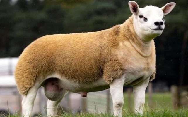 Con cừu gần nửa triệu đô đắt nhất thế giới