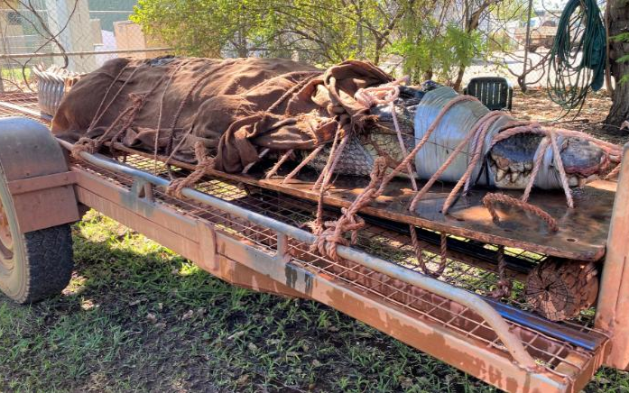 Cá sấu khổng lồ dài 4,4 m, nặng 350 kg bị tóm gọn