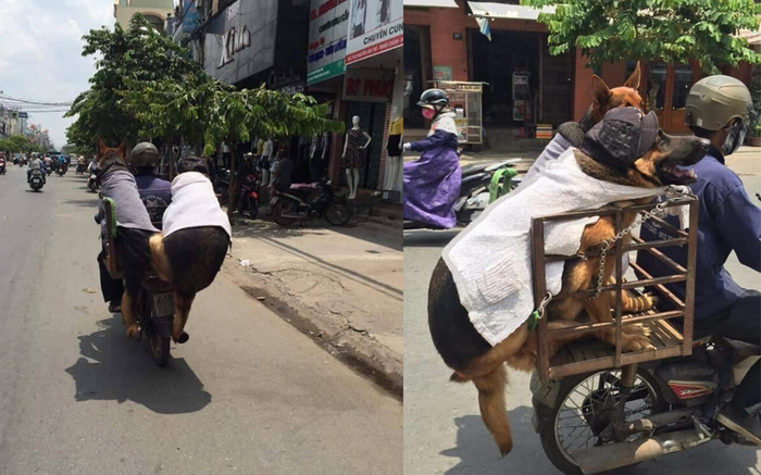 Hình ảnh hai chú chó 'béo múp' đầu đội nón, quấn khăn ngồi sau xe chủ gây sốt mạng xã hội