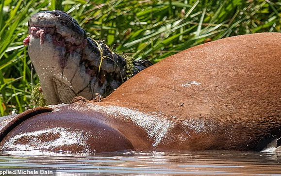 Hãi hùng giây phút 20 cá sấu sát thủ tranh nhau xé xác một con bò