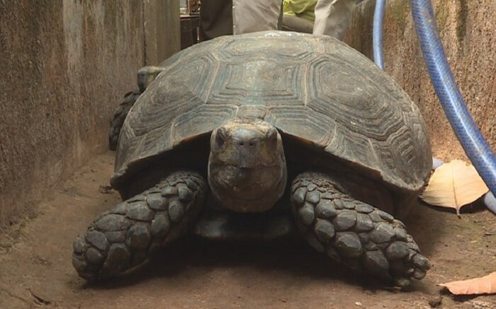 Nuôi 127 cá thể rùa trong nhà, người đàn ông ở Đắk Lắk bị khởi tố