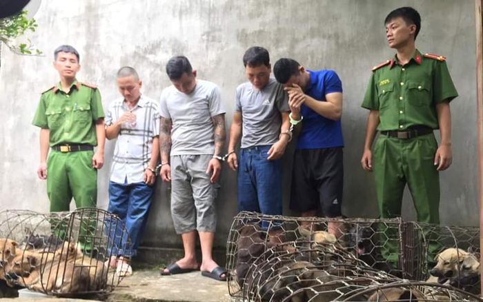 Bắt hai ổ nhóm trộm chó chuyên nghiệp, 'câu' nửa tạ chó mỗi đêm
