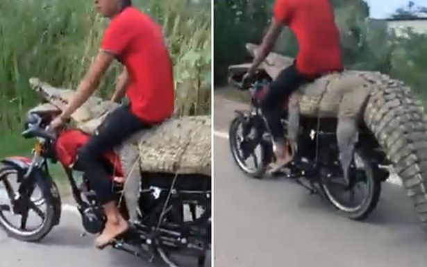 Người đàn ông ngồi lên lưng cá sấu trên xe máy phóng giữa đường