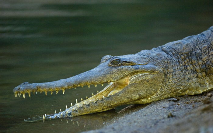 Bị cá sấu cắn trúng đầu, người đàn ông may mắn sống sót