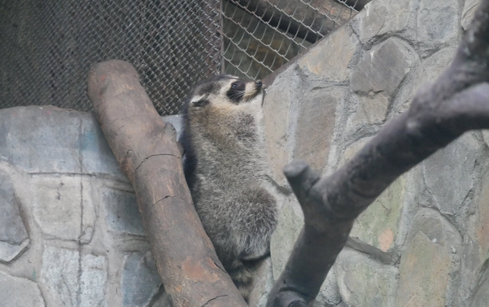 Chuyện hy hữu về chú gấu mèo Mỹ 'vượt biên' sang Việt Nam