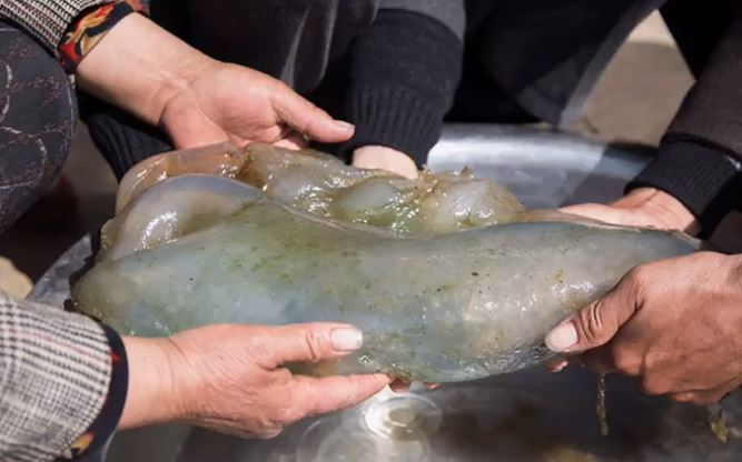 Phát hiện khối bầy nhầy quý trị giá 1 triệu USD