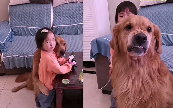 Thấy cô chủ nhỏ bị mắng, chú chó liền chạy lại ôm ấp, vỗ về