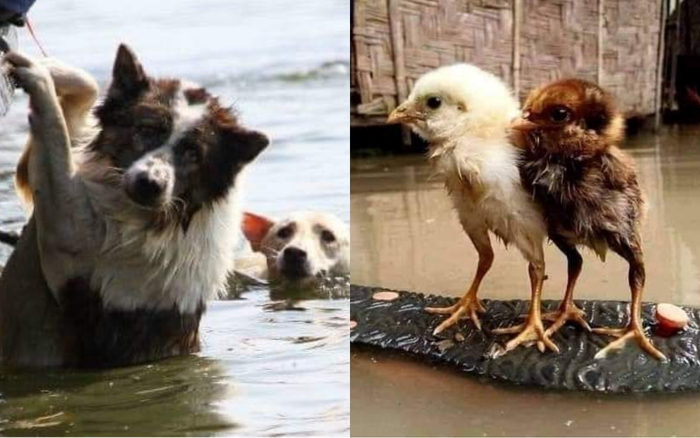 Chó mẹ 'lội lụt' tha con: Miền Trung người còn chạy sống từng ngày, vật nuôi cũng phải 'tự lực cánh sinh'