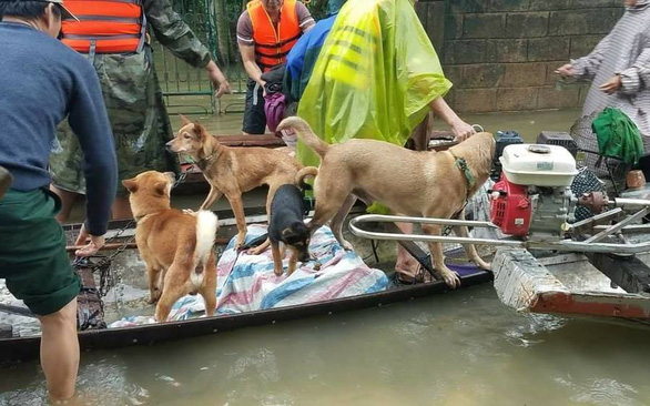 Ấm lòng hình ảnh hàng trăm con vật được giải cứu khỏi vùng 'rốn lũ'