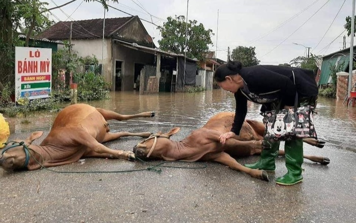 Hình ảnh người phụ nữ khóc nức nở khi thấy 2 con bò đã chết sau trận lũ khiến nhiều người nặng lòng