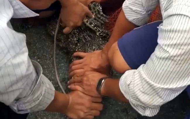 Phát hiện cá sấu nặng 15kg bò lên sân nhà dân ở Cà Mau