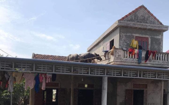 Clip: 'Dở khóc dở cười' cảnh giải cứu 2 chú trâu trên mái nhà sau khi lũ rút