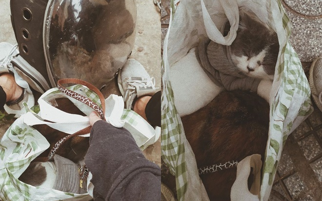 Dở khóc dở cười cảnh chàng trai ôm 4 bé mèo chạy bộ 16 tầng khi chung cư báo cháy