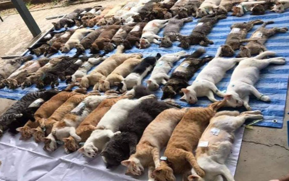 Dân mạng xôn xao trước hình ảnh đàn mèo mập ú nằm 'bất tỉnh' la liệt nhưng sự thật khiến ai cũng bất ngờ