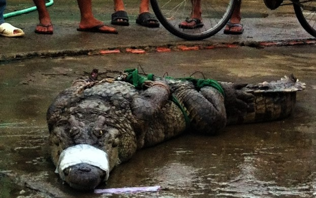 Lại phát hiện thêm hai con cá sấu sổng chuồng ở Cà Mau