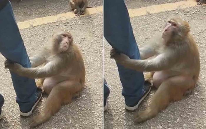 Khỉ mang thai bám chặt vào đùi du khách xin ăn, ánh mắt van nài khiến nhiều người không thể cầm lòng