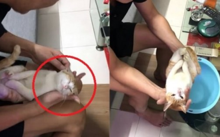 Chú mèo chiếm spotlight vì diễn xuất ăn ý trong clip hướng dẫn tắm cho trẻ sơ sinh được nhặt ngoài đường