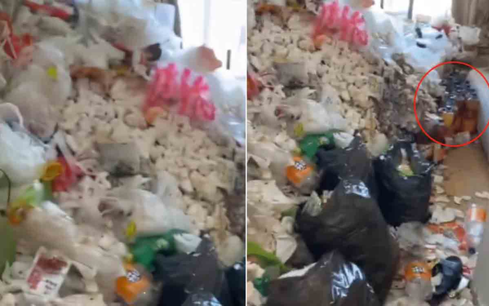 Rời đi sau khi thuê nhà, người đàn ông để lại núi rác thải ngập tới tận nóc, giòi bò lúc nhúc