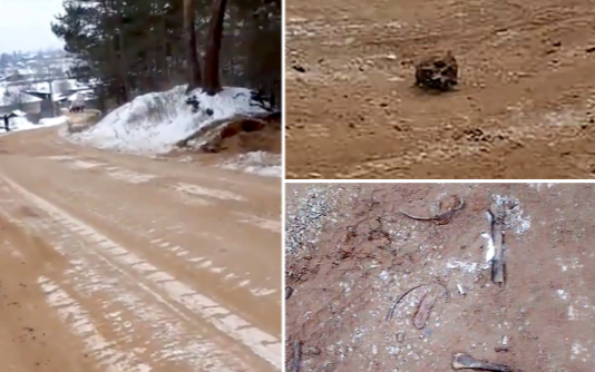 Xương người nằm rải rác trên đường cao tốc ở Nga