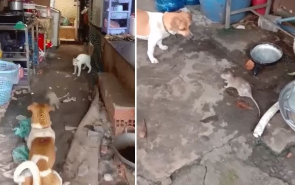 Clip: Chuột cống máu chiến đối đầu chó mèo, cái kết khiến nhiều người không ngờ