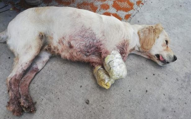 Chú chó đáng thương bị bỏ rơi trên phố với hai chân trước bị cắt cụt