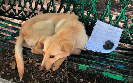 Chú chó bị bỏ rơi ở ghế công viên kèm mảnh giấy với những nét chữ nguệch ngoạc gây xúc động