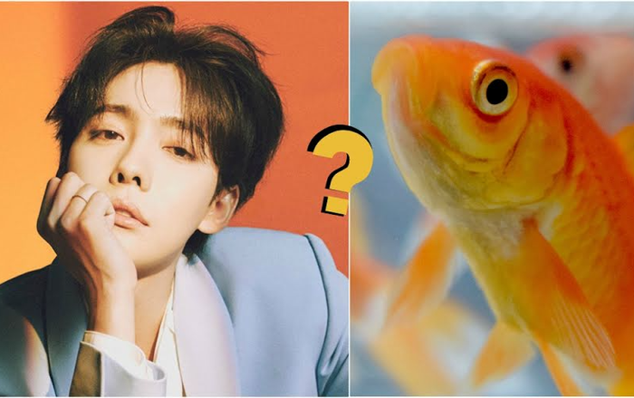 Những nghệ danh kỳ quặc 'chẳng giống ai' trong lịch sử K-Pop