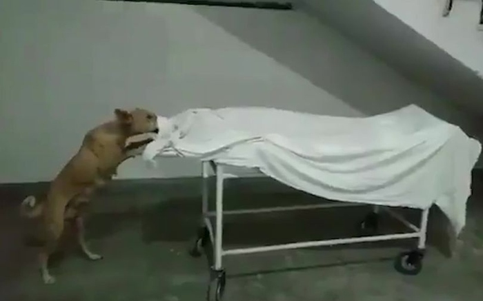 Kinh hoàng khoảnh khắc chó hoang gặm xác cô gái bị bỏ rơi trên cáng trong bệnh viện