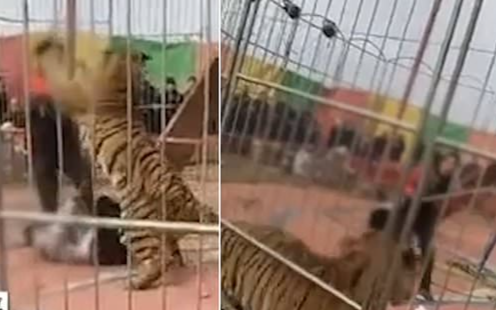 Hổ vồ người huấn luyện trước sự kinh hãi của khán giả