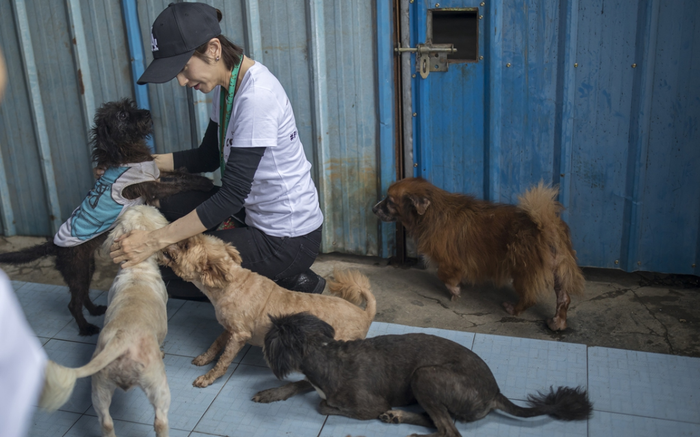 Thiếu nữ chết não do bị chó dại cắn