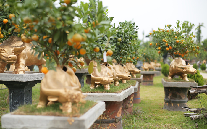 Trâu vàng 'cõng' quất bonsai rục rịch đón Tết Tân Sửu