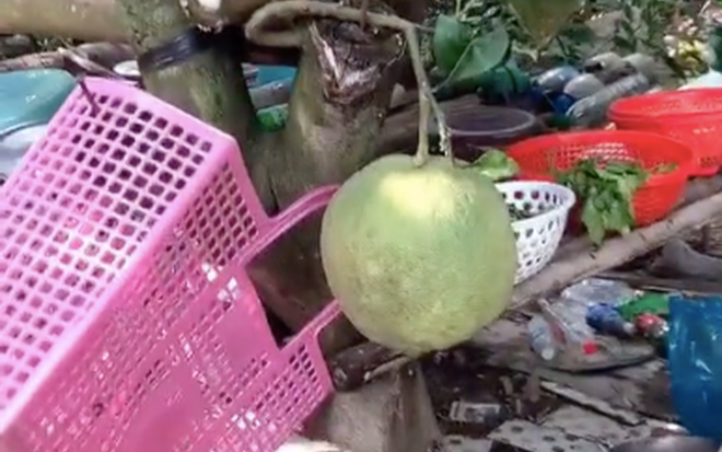 Quả bưởi mọc bất chấp khiến nhiều người 'sửng sốt'