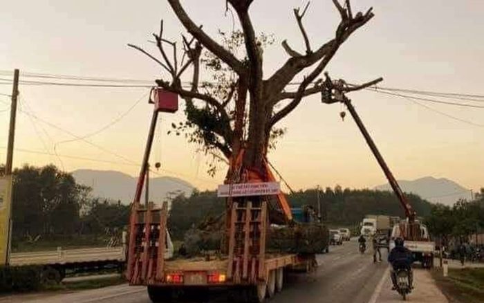 Hà Tĩnh: Xôn xao việc cắt điện cho cây 'khủng' đi qua đường