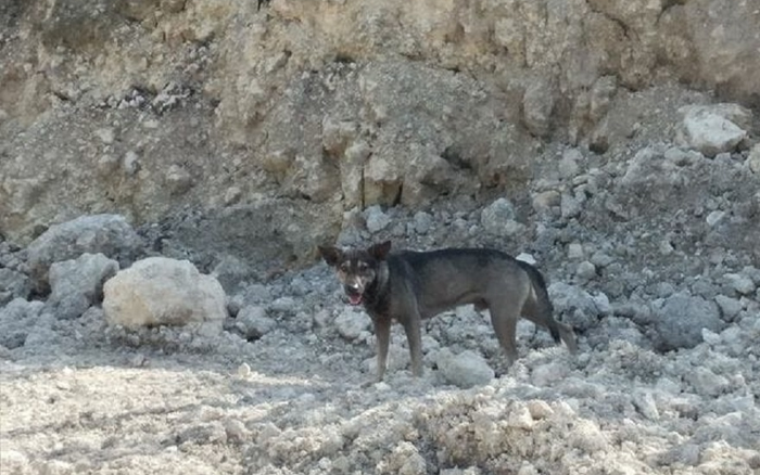 Đi theo chú chó hoang tới gần bãi rác, người đàn ông phát hiện tội ác kinh hoàng