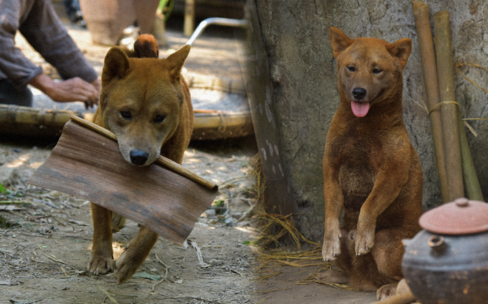 Loạt thử thách mà Cậu Vàng - diễn viên 4 chân đầu tiên ở Việt Nam phải trải qua