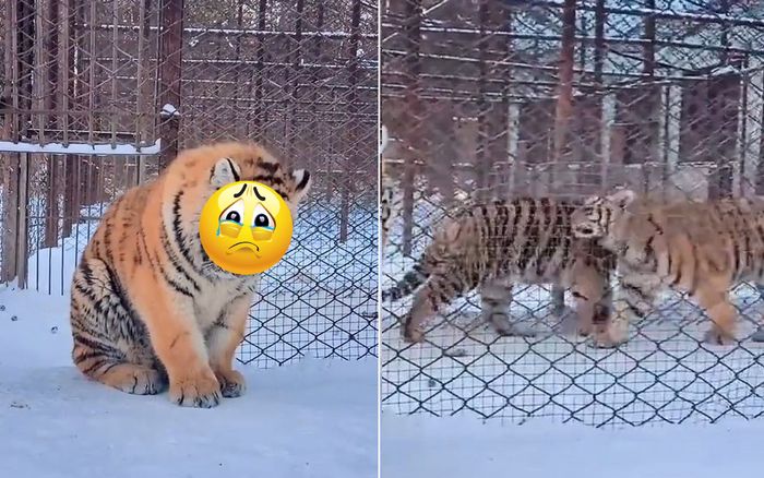 Bị lũ bạn cho 'ra đảo' chơi một mình, biểu cảm của em hổ béo ú khiến CĐM tan chảy